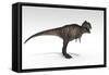 Tyrannosaurus Rex, White Background-null-Framed Stretched Canvas