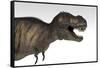 Tyrannosaurus Rex, White Background-null-Framed Stretched Canvas