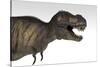 Tyrannosaurus Rex, White Background-null-Stretched Canvas