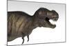 Tyrannosaurus Rex, White Background-null-Mounted Art Print