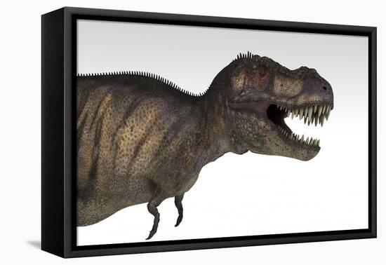 Tyrannosaurus Rex, White Background-null-Framed Stretched Canvas