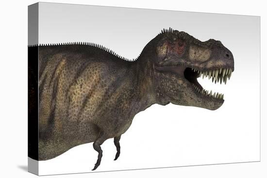 Tyrannosaurus Rex, White Background-null-Stretched Canvas