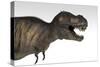 Tyrannosaurus Rex, White Background-null-Stretched Canvas