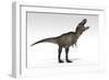 Tyrannosaurus Rex, White Background-null-Framed Art Print