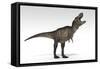 Tyrannosaurus Rex, White Background-null-Framed Stretched Canvas
