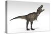 Tyrannosaurus Rex, White Background-null-Stretched Canvas