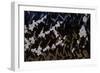 Tyre Tread: Blackthorn, 2008-Richard Pomeroy-Framed Giclee Print