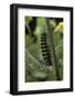 Tyria Jacobaeae (Cinnabar Moth) - Caterpillar on Ragwort-Paul Starosta-Framed Photographic Print