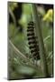 Tyria Jacobaeae (Cinnabar Moth) - Caterpillar on Ragwort-Paul Starosta-Mounted Photographic Print