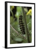 Tyria Jacobaeae (Cinnabar Moth) - Caterpillar on Ragwort-Paul Starosta-Framed Photographic Print