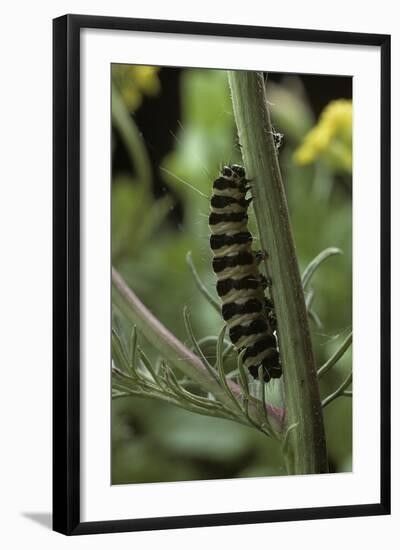 Tyria Jacobaeae (Cinnabar Moth) - Caterpillar on Ragwort-Paul Starosta-Framed Photographic Print