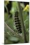 Tyria Jacobaeae (Cinnabar Moth) - Caterpillar on Ragwort-Paul Starosta-Mounted Photographic Print
