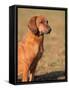 Tyrolean Bloodhound Portrait-Adriano Bacchella-Framed Stretched Canvas