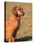 Tyrolean Bloodhound Portrait-Adriano Bacchella-Stretched Canvas