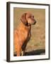 Tyrolean Bloodhound Portrait-Adriano Bacchella-Framed Photographic Print