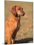 Tyrolean Bloodhound Portrait-Adriano Bacchella-Mounted Photographic Print