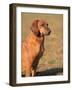 Tyrolean Bloodhound Portrait-Adriano Bacchella-Framed Photographic Print