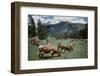 Tyrolean Cattle-Harvey Meston-Framed Photographic Print