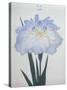 U-Chu Book of a Light Blue Iris-Stapleton Collection-Stretched Canvas