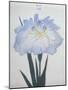 U-Chu Book of a Light Blue Iris-Stapleton Collection-Mounted Giclee Print