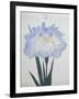 U-Chu Book of a Light Blue Iris-Stapleton Collection-Framed Giclee Print