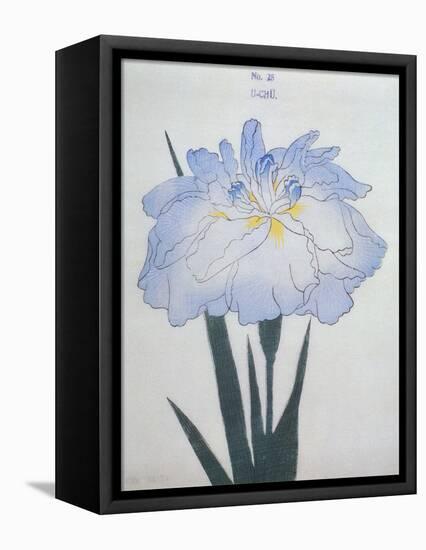 U-Chu Book of a Light Blue Iris-Stapleton Collection-Framed Stretched Canvas