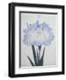 U-Chu Book of a Light Blue Iris-Stapleton Collection-Framed Giclee Print