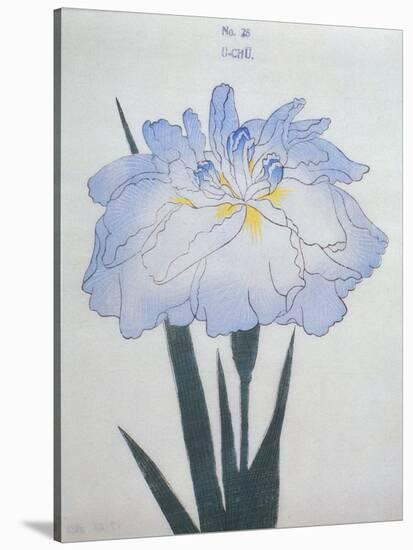 U-Chu Book of a Light Blue Iris-Stapleton Collection-Stretched Canvas