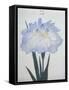 U-Chu Book of a Light Blue Iris-Stapleton Collection-Framed Stretched Canvas