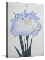 U-Chu Book of a Light Blue Iris-Stapleton Collection-Stretched Canvas