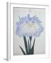 U-Chu Book of a Light Blue Iris-Stapleton Collection-Framed Giclee Print