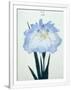 Gramercy White