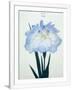 Gramercy White