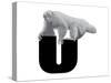 U is for Uakari-Stacy Hsu-Stretched Canvas