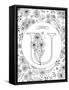 U is for Ursinia-Heather Rosas-Framed Stretched Canvas