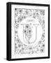 U is for Ursinia-Heather Rosas-Framed Art Print