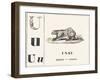 U like Unau, 1850 (Engraving)-Louis Simon (1810-1870) Lassalle-Framed Giclee Print