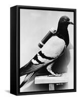 U.S. Army Carrier Pigeon-Philip Gendreau-Framed Stretched Canvas