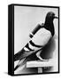 U.S. Army Carrier Pigeon-Philip Gendreau-Framed Stretched Canvas