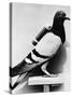 U.S. Army Carrier Pigeon-Philip Gendreau-Stretched Canvas