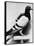 U.S. Army Carrier Pigeon-Philip Gendreau-Framed Stretched Canvas