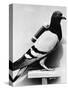 U.S. Army Carrier Pigeon-Philip Gendreau-Stretched Canvas