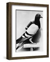 U.S. Army Carrier Pigeon-Philip Gendreau-Framed Photographic Print