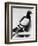 U.S. Army Carrier Pigeon-Philip Gendreau-Framed Photographic Print