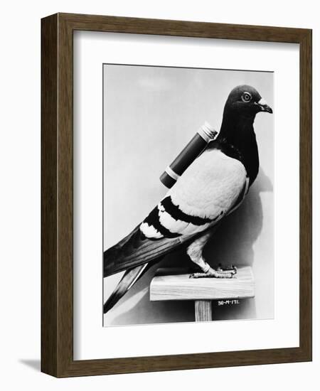 U.S. Army Carrier Pigeon-Philip Gendreau-Framed Photographic Print