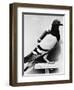 U.S. Army Carrier Pigeon-Philip Gendreau-Framed Photographic Print