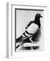 U.S. Army Carrier Pigeon-Philip Gendreau-Framed Photographic Print