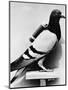 U.S. Army Carrier Pigeon-Philip Gendreau-Mounted Photographic Print