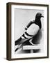 U.S. Army Carrier Pigeon-Philip Gendreau-Framed Photographic Print