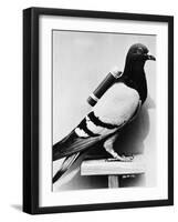 U.S. Army Carrier Pigeon-Philip Gendreau-Framed Photographic Print